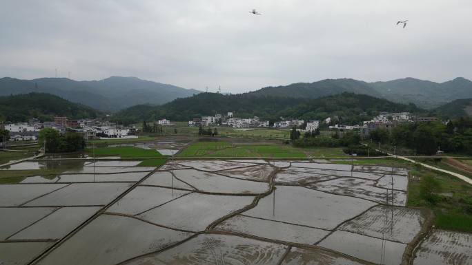 田园生态 候鸟白鹭天空飞翔