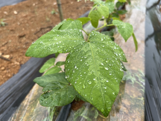 葛根种植基地