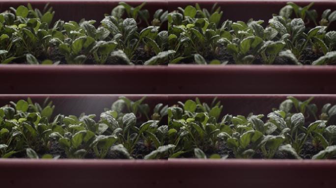 4k特写视图。雌性的手正在从喷雾瓶中向菠菜叶上喷水。绿色植物生长在窗台上的长花盆中。给室内植物浇水。