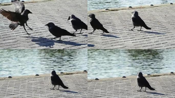 人行道上的一群灰色乌鸦，城市鸟类黑乌鸦在湖边的城市