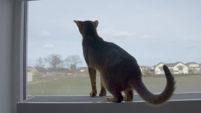年轻的纯种阿比西尼亚猫看着窗户。