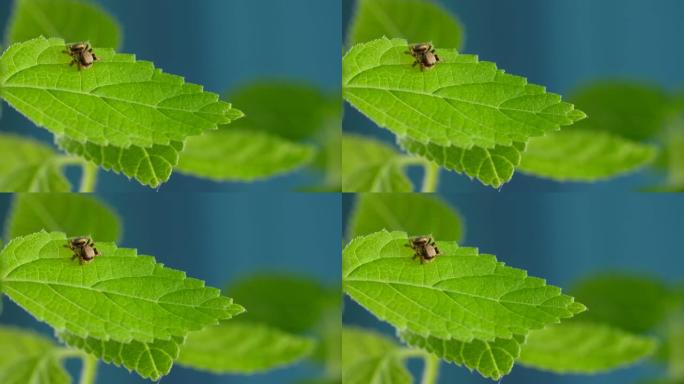 可爱的红色跳跃蜘蛛坐在绿叶植物上
