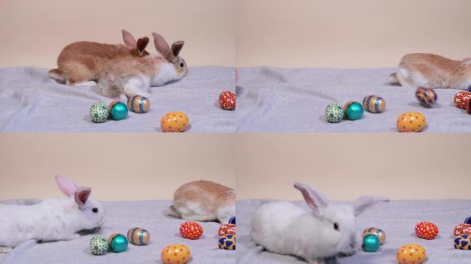 甜心复活节兔子大抓鸡蛋。复活节可爱搞笑视频。