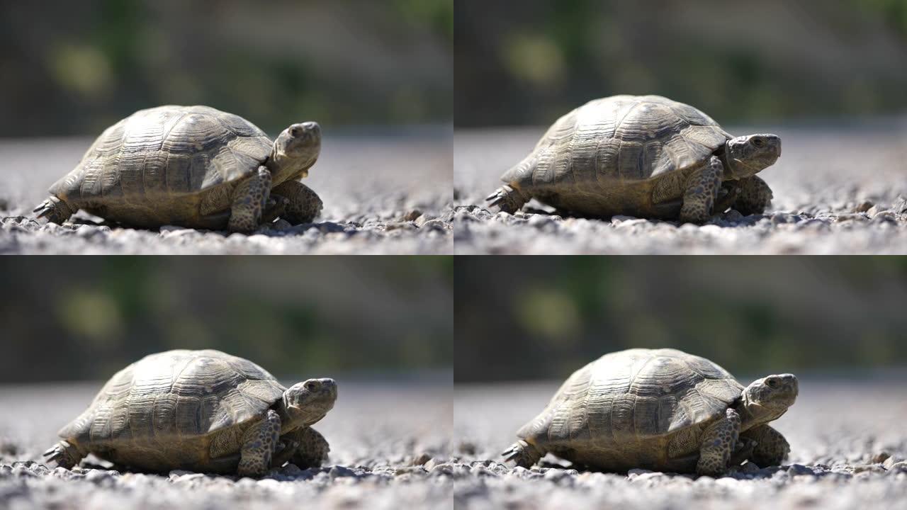 单龟在沥青上行走