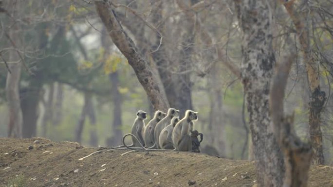 哈努曼叶猴家庭在塔多巴和哈里老虎保护区的夏季放松