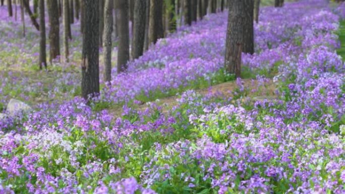 树林中生长着紫色的花朵