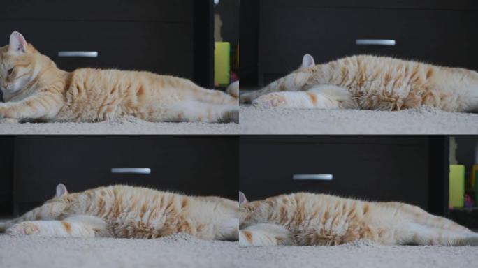 红家猫躺在地毯上，伸了个懒腰，打哈欠。宠物就像热带稀树草原上的野狮。宠物。4K