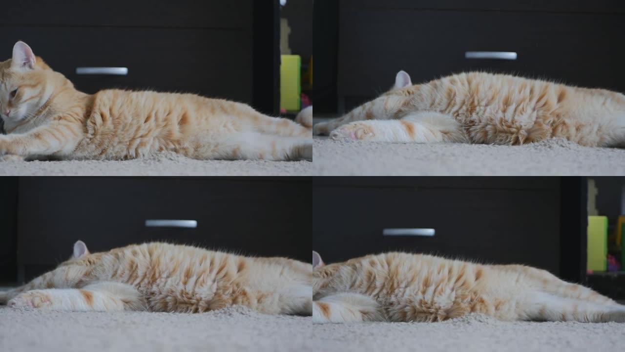 红家猫躺在地毯上，伸了个懒腰，打哈欠。宠物就像热带稀树草原上的野狮。宠物。4K