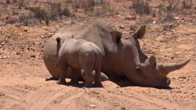 白犀牛新生犀牛小牛站立与母亲在非洲睡觉感到困惑