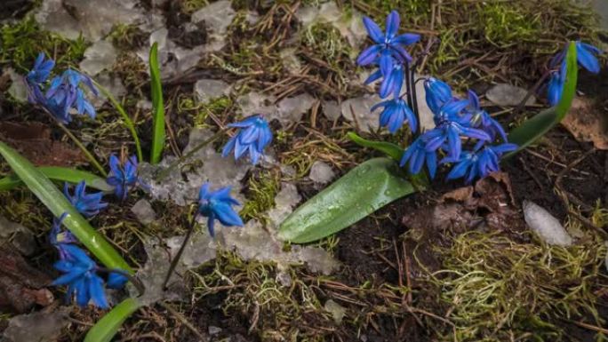 蓝色雪花莲和雪在春天融化