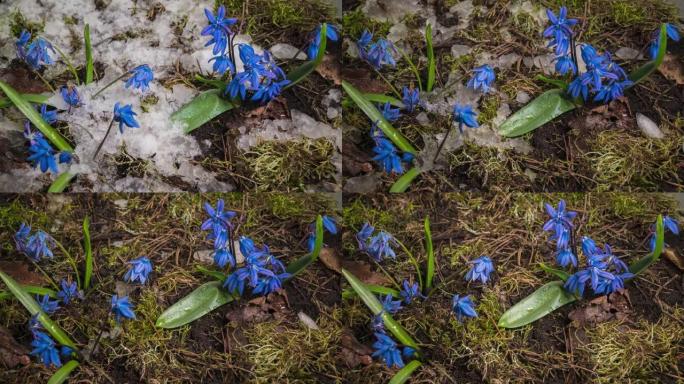 蓝色雪花莲和雪在春天融化