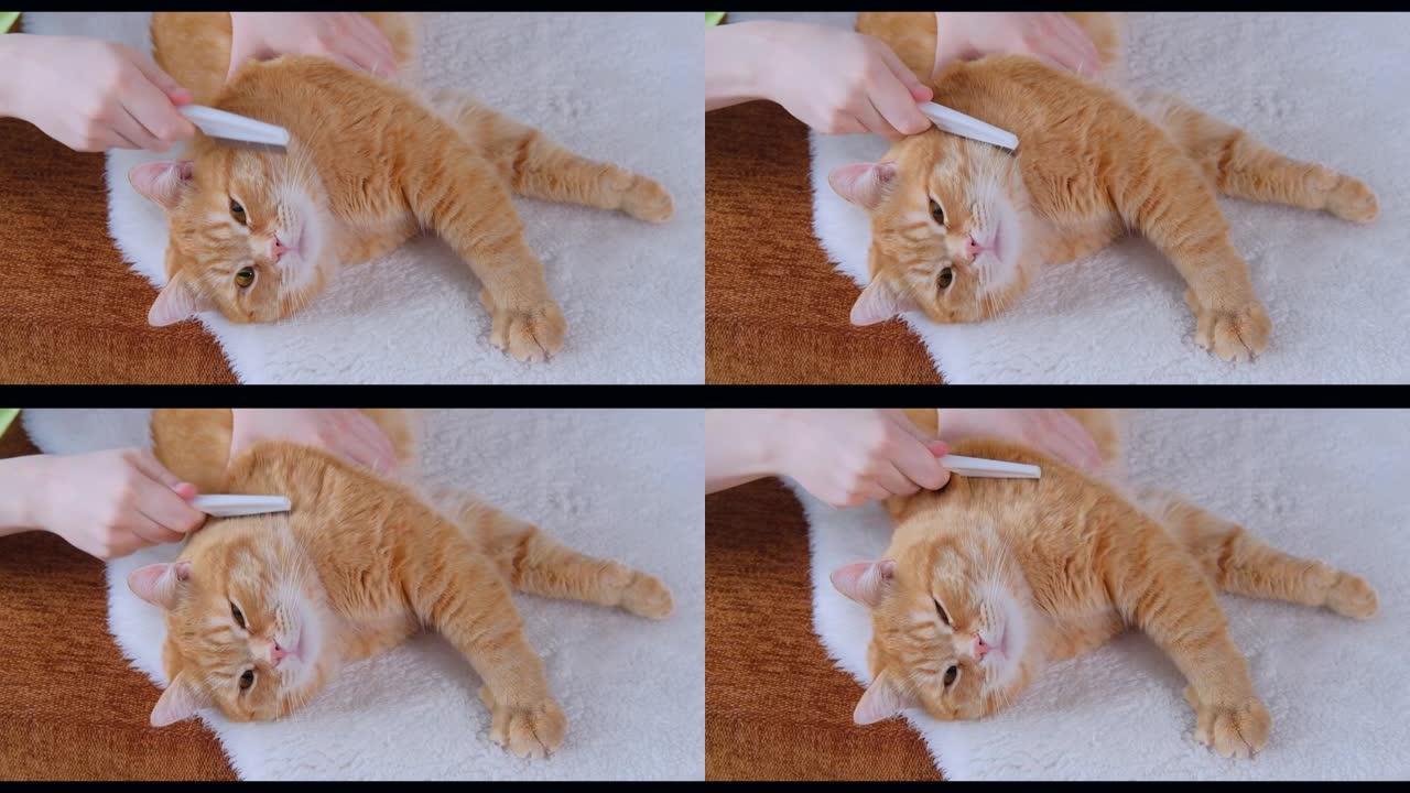 雌性手梳理大姜猫的羊毛。猫高兴地眯起眼睛。宠物护理概念。慢动作