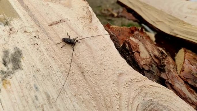 刺五加特写。barbel甲虫在松木板上爬行。属于长角甲虫科的一种甲虫，是木镗甲虫。