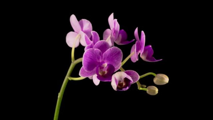盛开的紫色兰花蝴蝶兰花
