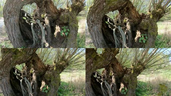 自然公园里粗糙的圆木柳树，柳树，手持相机