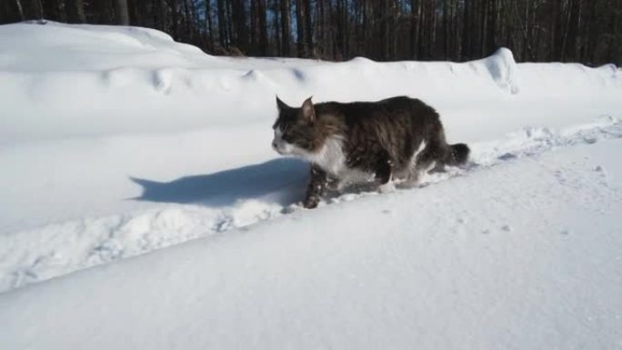 大猫缅因·库恩 (Maine Coon) 偷偷摸摸，将身体压在雪地上，在树木之间的冬季森林中漫步。棕