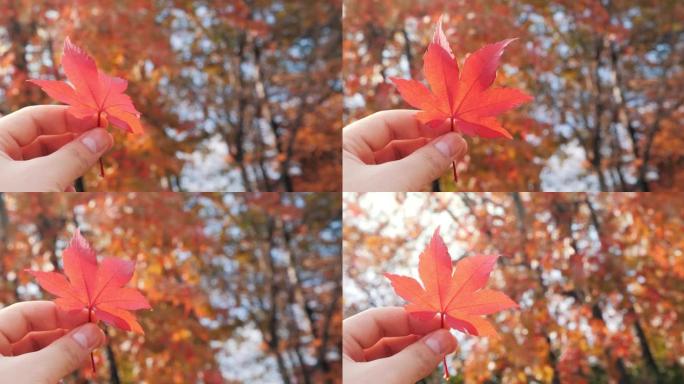 在阳光明媚的秋天背景下，手握枫叶的特写镜头。4K
