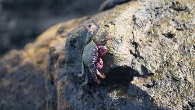 4k特写视频，螃蟹坐在海洋的悬崖上，在阳光的照射下变暖