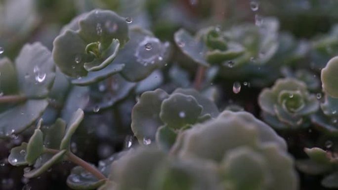 给植物浇水