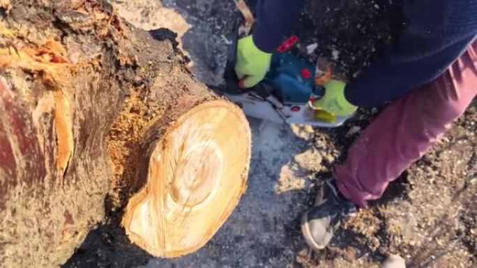 一个伐木工人正在用电锯锯一棵树。木屑被直接扔进屏幕。农民在工作。啃老树。毁林的概念和行业的积极工作