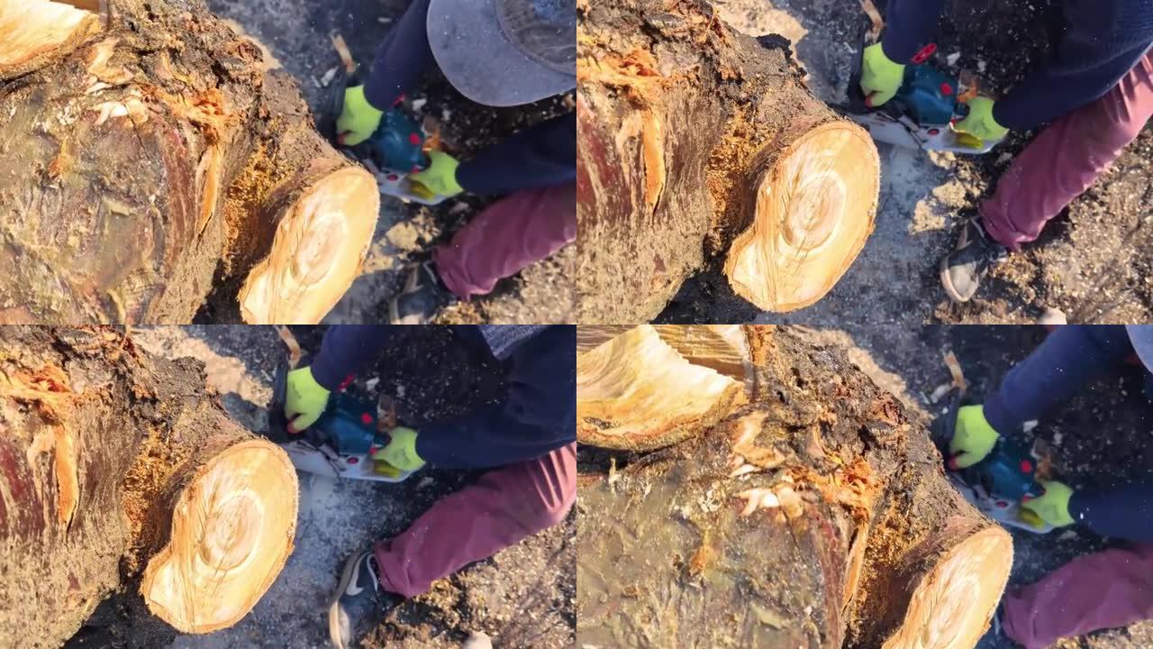 一个伐木工人正在用电锯锯一棵树。木屑被直接扔进屏幕。农民在工作。啃老树。毁林的概念和行业的积极工作