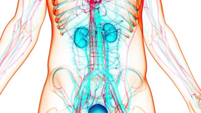 具有膀胱解剖动画概念的人类泌尿系统肾脏