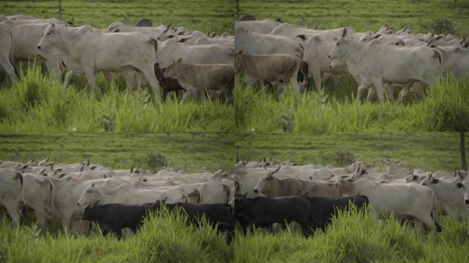 在草地上奔跑的Nelore奶牛