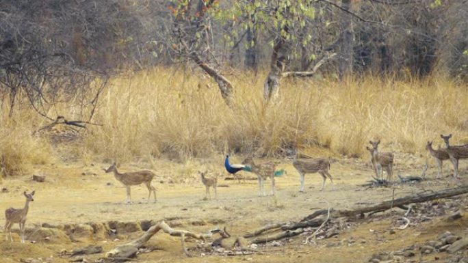 在印度中部森林中以慢动作放牧的Deers