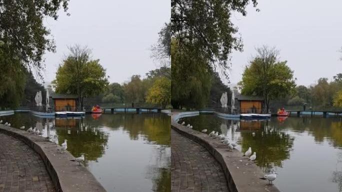 在秋季公园，海鸥开始从池塘水的风化水泥路缘石中飞起