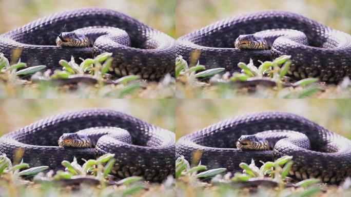 大蛇躺在草丛中伸出舌头