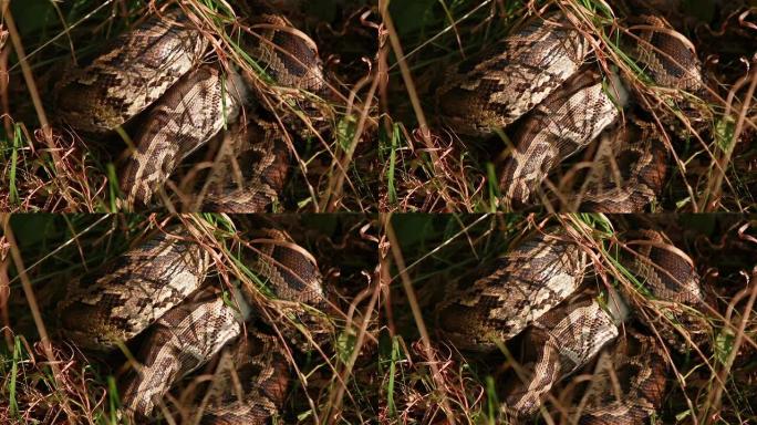 草丛中一条大型斑点蟒蛇的特写镜头，吞食了猎物