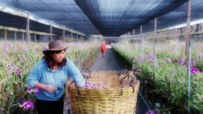 亚洲女农民走过兰花农场的田野，收获或检查质量控制，农业或农产工业的概念。