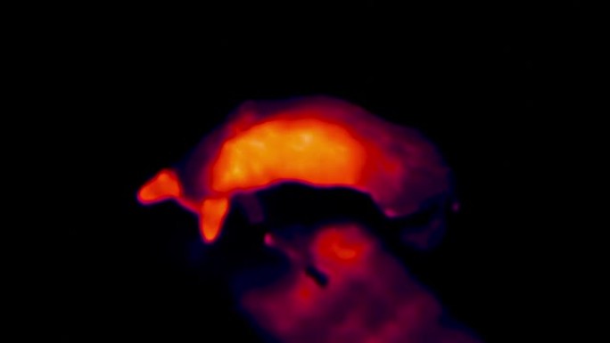 狗在地板上吃香肠的热成像视图。红外、热成像、夜视成像