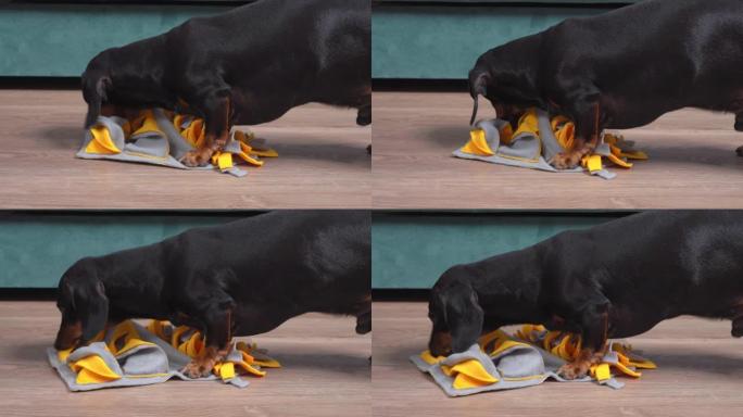 智能腊肠犬正在寻找藏在柔软纺织可洗鼻烟地毯口袋里的零食，用于训练期间狗的鼻子工作。宠物教育玩具
