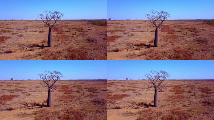 澳洲猴面包树 (Adansonia gregorii)