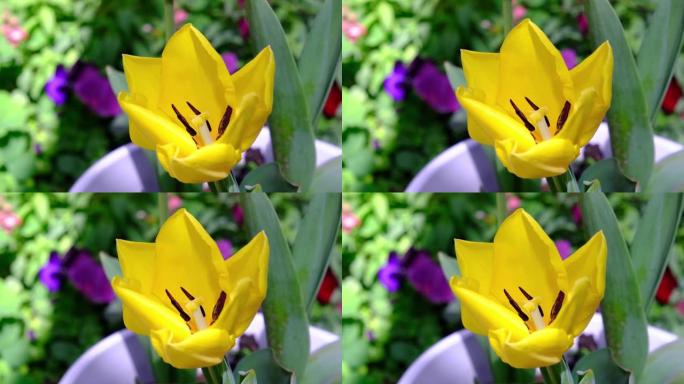 可爱的黄色郁金香，使花朵开放