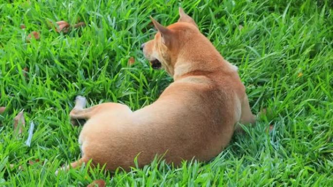 泰国脊背狗在草地上抓痒。