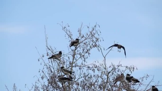 冬天树上的乌鸦群