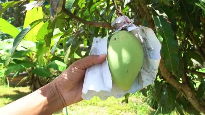 普吉岛泰国4月26日，2021园丁男子在花园里检查芒果水果，在泰国的田野里生长的芒果树，挂在树上的大