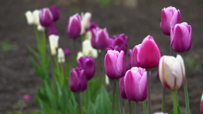 春天花园里生长的紫色郁金香特写。紫色旗帜和阿尔戈斯
