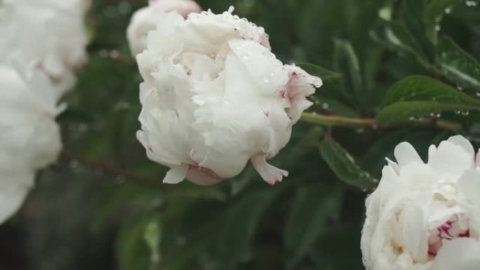 白牡丹花，雨后露珠，公园里美丽的花朵。盛开的牡丹花。