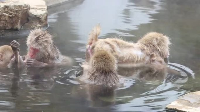 野生猴子漂浮在热水中，互相蒙着头。