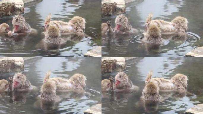 野生猴子漂浮在热水中，互相蒙着头。