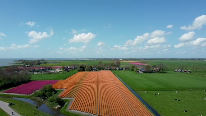 荷兰的橙色郁金香花田，IJsselmeer湖，鸟瞰图