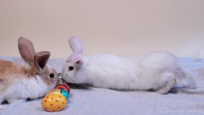 三只甜心复活节兔子大抓鸡蛋。复活节可爱搞笑视频。