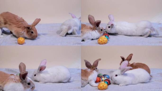 三只甜心复活节兔子大抓鸡蛋。复活节可爱搞笑视频。
