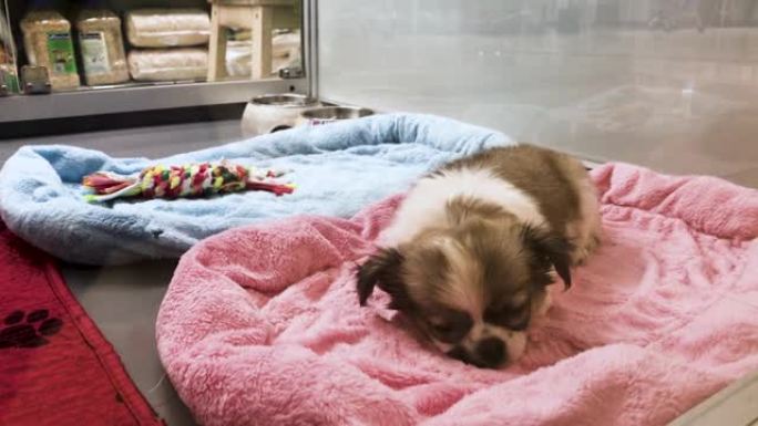 宠物店橱窗里一只蓬松的吉娃娃小狗看着相机，让自己舒服地躺在垫子上睡觉