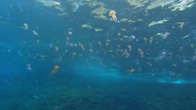 海面上有很多水母