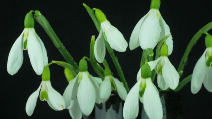 美丽的白色鲜花花束雪花莲或Galanthus在花瓶特写隔离在黑色背景上。喷水飞溅的露珠开花植物。4K
