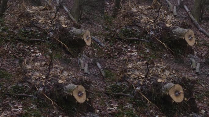 跟踪围绕死树树桩运行的镜头